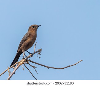 Brown Rock Chat On A Tree