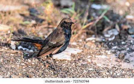 Brown Rock Chat ---The Brown Rock Chat Or Indian Chat (Oenanthe Fusca) Is A Bird In The Chat (Saxicolinae) Subfamily And Is Found Mainly In Northern And Central India.