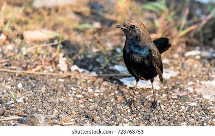 Brown Rock Chat ---The Brown Rock Chat Or Indian Chat (Oenanthe Fusca) Is A Bird In The Chat (Saxicolinae) Subfamily And Is Found Mainly In Northern And Central India.