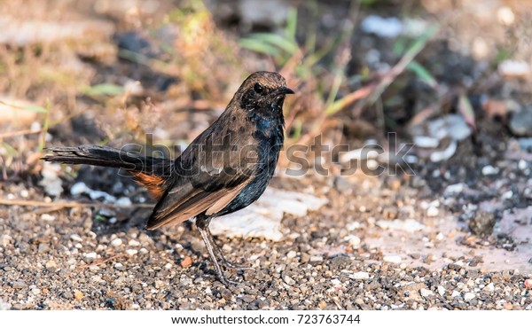 Brown Rock Chat Brown Rock Chat Stock Photo Edit Now