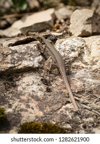 Brown Rock Lizard, Lat. Lacerta Saxicola With A Broken Tail On The Stones. Very Detailed Image Using Focus-stacking.