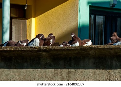 Brown Rock Pigeons Or Dove Live On The Balcony Of An Abandoned House, Katina Village, Sofia, Bulgaria