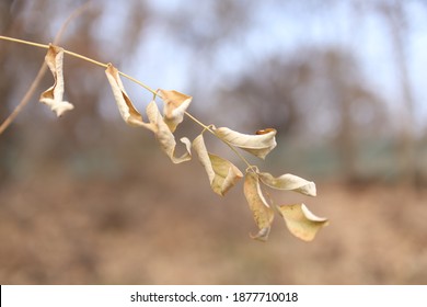 Brown Rolled Fraxinus Americana Leaves 