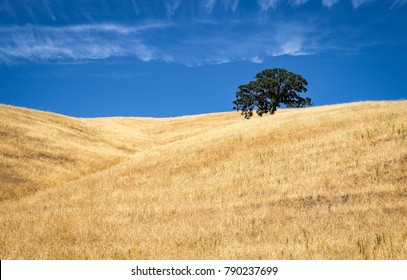 Brown rolling California hill with lone oak tree on skyline - Powered by Shutterstock