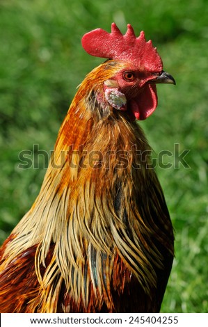 Similar – Image, Stock Photo Beautiful rooster on nature background