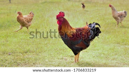 Image, Stock Photo goggle Summer Nature