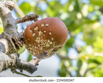 Brown Rot On Apple Due To Monilia Fungus.