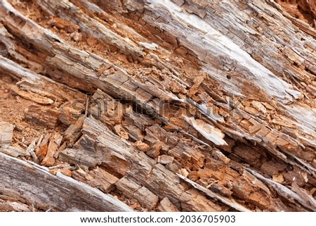 Brown Rotted Wood log for background use