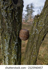 Brown Round Fir Cone Stuck Between Two Trees