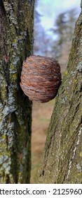 Brown Round Fir Cone Stuck Between Two Trees