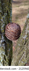 Brown Round Fir Cone Stuck Between Two Trees