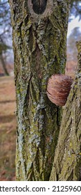 Brown Round Fir Cone Stuck Between Two Trees