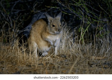 Brown o Rufous Hare-wallaby - Lagorchestes hirsutus también llamado mala, pequeño macropodo marsupial en Australia en Bernier y Dorre Island y la reserva de tierras de Dryandra. 