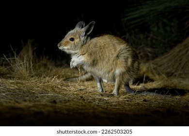Brown or Rufous Hare-wallaby - Lagorchestes hirsutus also called mala, small marsupial macropod in Australia on Bernier and Dorre Island and Dryandra woodland reserve. 