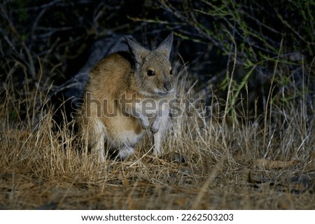 Brown or Rufous Hare-wallaby - Lagorchestes hirsutus also called mala, small marsupial macropod in Australia on Bernier and Dorre Island and Dryandra woodland reserve.  ストックフォト © 
