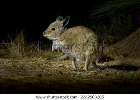 Brown or Rufous Hare-wallaby - Lagorchestes hirsutus also called mala, small marsupial macropod in Australia on Bernier and Dorre Island and Dryandra woodland reserve. 