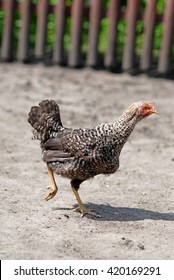 Brown Running Chicken