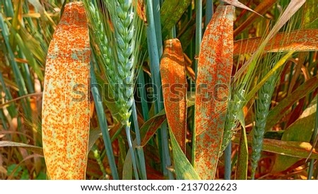 Brown rust or leaf rust disease in wheat crop. 