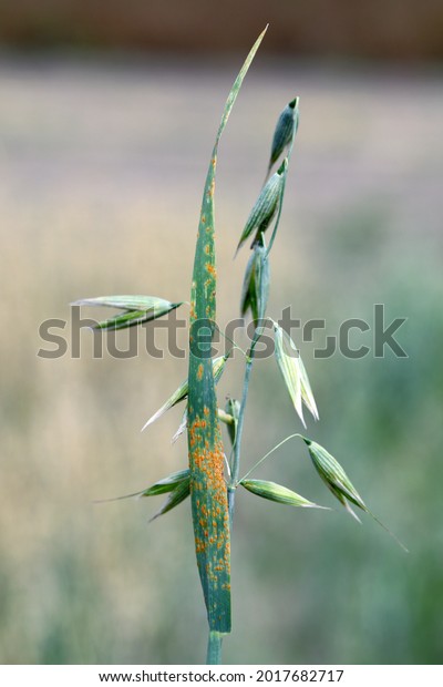 Brown rust Puccinia hordei infection which causes\
significant disease in cereal crops. Plant disease. Symptoms of the\
disease on oats.