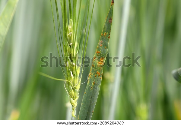 Brown rust Puccinia hordei\
infection which causes significant disease in cereal crops. Plant\
disease.