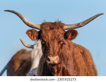 a brown Salers cow in close-up with its large horns filling the whole picture and standing out against the blue sky - Powered by Shutterstock