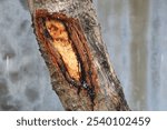 The brown sap of the mango tree due to wounds on the trunk has dried