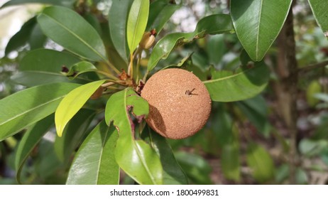 Brown sapodilla with green leaves in garden