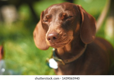 Brown Sausage Dog Blinking In The Sun