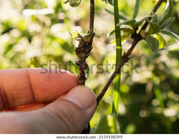 brown scale bugs on a plant stem; plant stem\
infested by scale insects