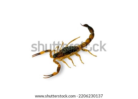 Brown Scorpion in front of a white background with clipping path.