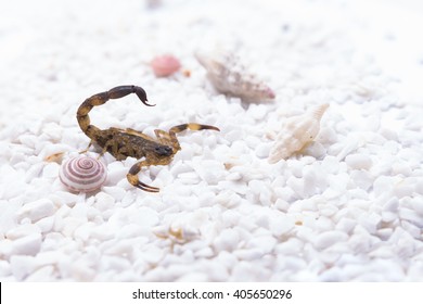 Brown Scorpion On White Stone And Shell Snail ,concept Silurian Period