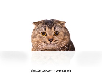 79,975 Cat On Table Images, Stock Photos & Vectors 