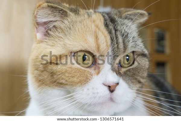 Brown Scottish Fold Tabby Cat British Animals Wildlife Nature