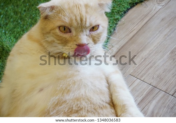 Brown Scottish Fold Tabby Cat Has Stock Photo Edit Now 1348036583