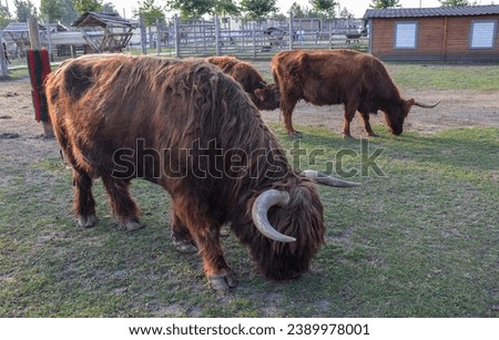 Brown scottish highland cow with long hair and horns grazing at the farm