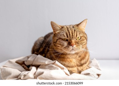 Brown Scottish Straight Cat Laying On White Background. World Pet Day