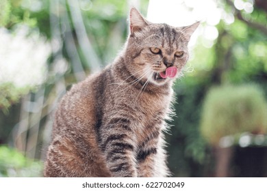 Brown Scottish Straight Cat Licking Lips. Animal Portrait. 