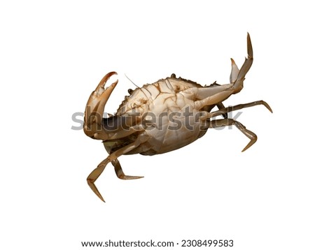 Brown sea crab with claws rising up stays on hind legs showing its bright stomach isolated on white