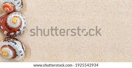 Brown sea shells nautilus on clean white sand, copy space, top view, banner  