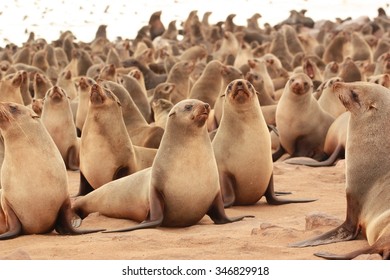 Brown Seal Colony On Cape Cross Namibia