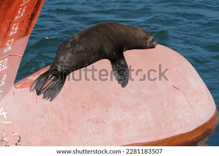 Brown seal lying down and sunbathing  on the red bulbous bow of the merchant vessel mooring in Cape Town port. On the left are visible draft marks of the ship. There is a water around the bow.