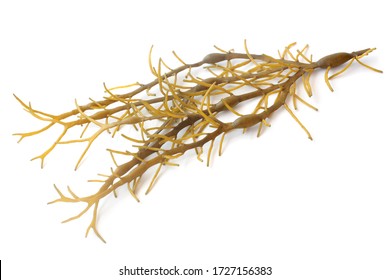 Brown seaweed (Ascophyllum nodosum) on white background