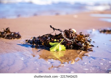 Brown Seaweed With A Green Leaf In Beach Sand With A Beach Water Background