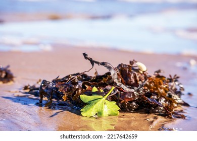 Brown Seaweed With A Green Leaf In Beach Sand With A Beach Water Background