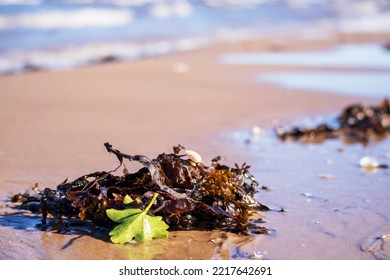 Brown Seaweed With A Green Leaf In Beach Sand With A Beach Water Background