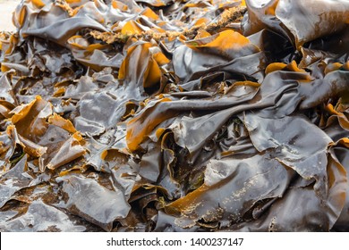 Brown Seaweed / Kombu Seaweed 