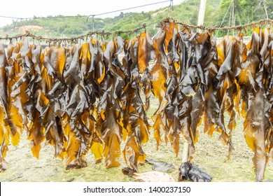 Brown Seaweed / Kombu Seaweed 