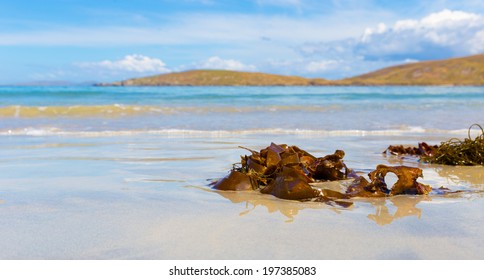 Brown Seaweed On The Beach