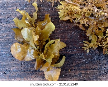 Brown Seaweed Sargassum Sp On The Wood