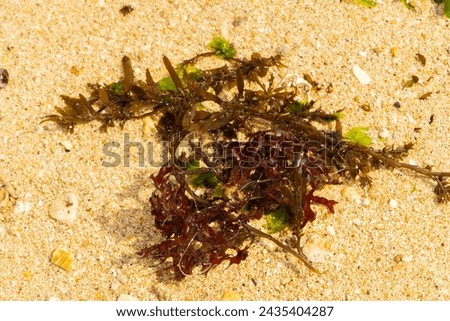 brown seaweed, with a white sand background